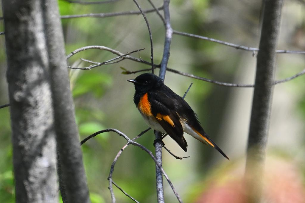 Warbler, American Redstart, 2025-05077478 Parker River NWR, MA.JPG - American Redstart. Parker River National Wildlife Refuge, MA, 5-7-2025